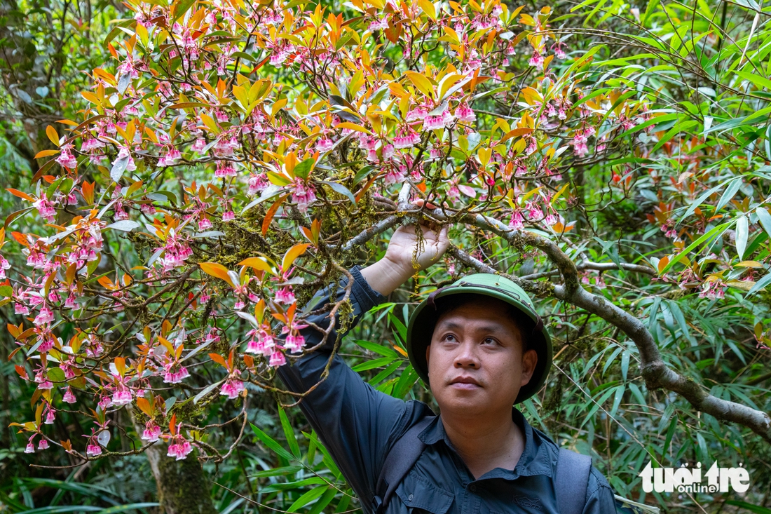voi mẹp - Ảnh 2.