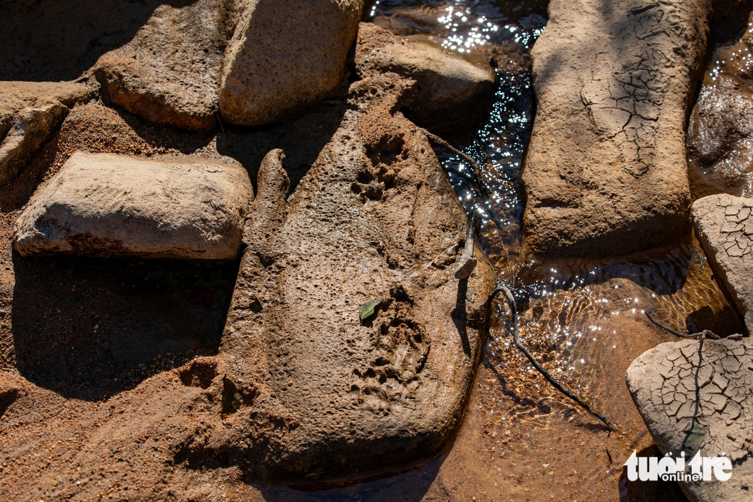 voi mẹp - Ảnh 3.