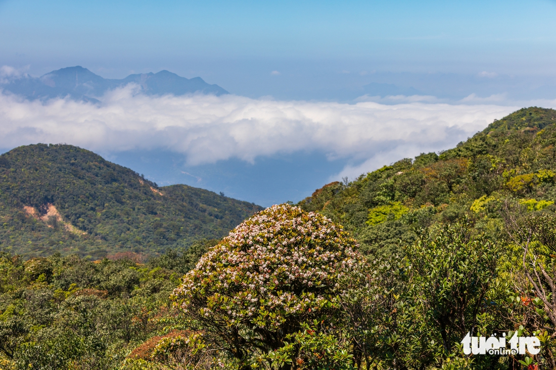 voi mẹp - Ảnh 6.