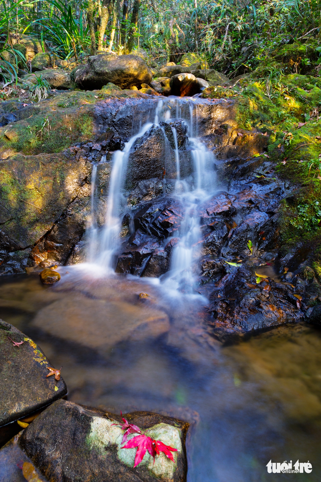 voi mẹp - Ảnh 8.