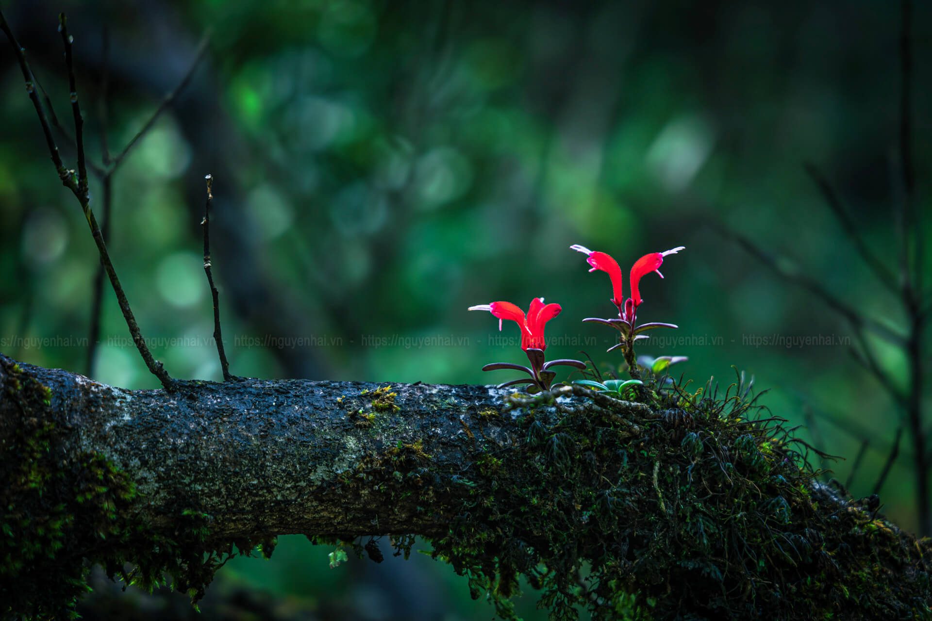 Hoa trên đường đi