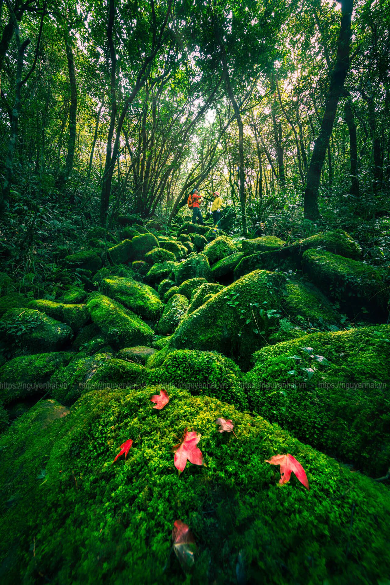 Suối Rêu trên đường đến bãi đá mới